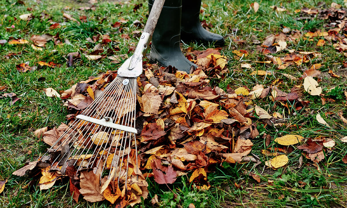 All Seasons Landcare Arlintong TX Leaf Clean Up