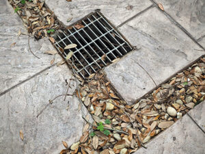 French Drain Clogged With Dead