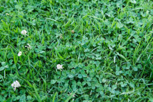 Clover in Lawn