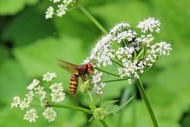 ground hornets