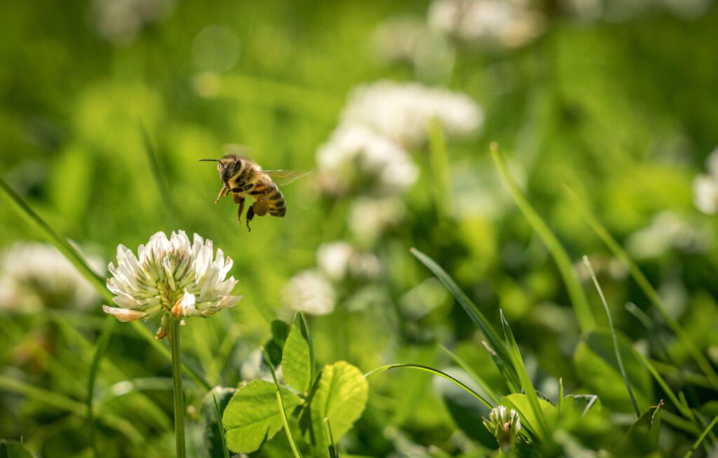 lawn care arlington TX