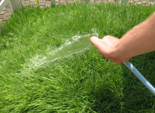 Proper Watering of Grass