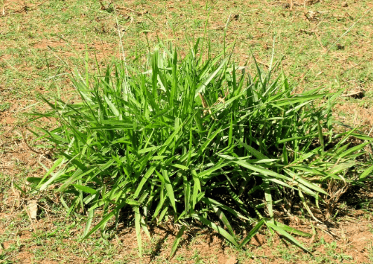 Crabgrass