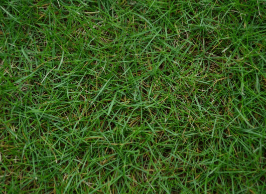 Bermuda Grass