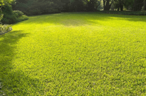 Bermuda Grass