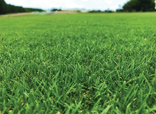 Bermuda Grass