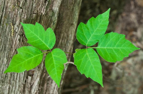 Poison Ivy