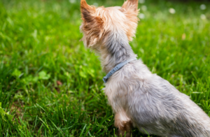 Dog in Lawn