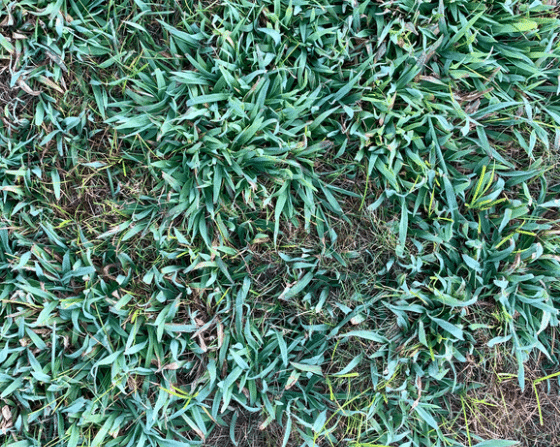 Crabgrass