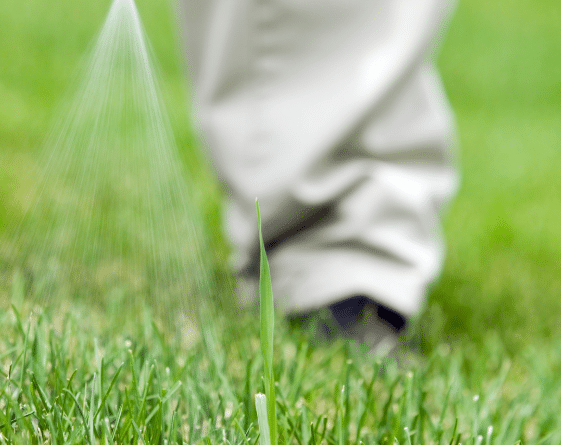 Get Rid of Crabgrass