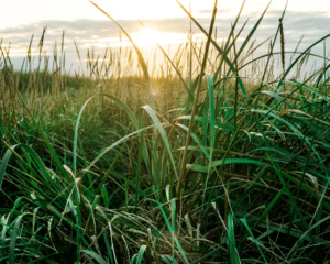 Grass in the sunset