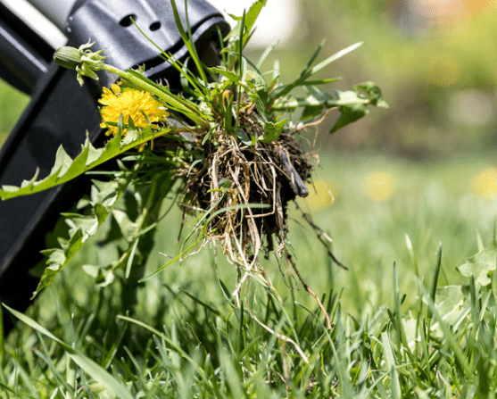 Removing Crabgrass