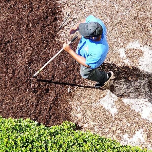 All Seasons Landcare Arlintong TX Mulching 1